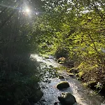 Bachnixe 1 Seebach